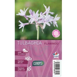 TULBAGHIA 'Flamingo' C2L-RC...