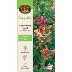 LONICERA heckrottii 'Gold...