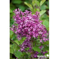 Syringa Bloomerang® Vlt...