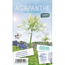 AGAPANTHUS 'Vallee Blanche'...