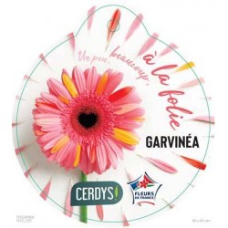 GERBERA 'Garvinea'® mélange...