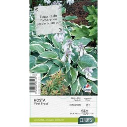 HOSTA 'First Frost' C2L-RC...