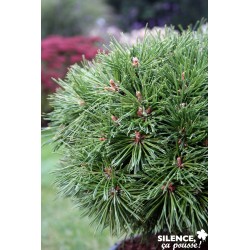 Pinus Mugo Benjamin Gref-C4.5L