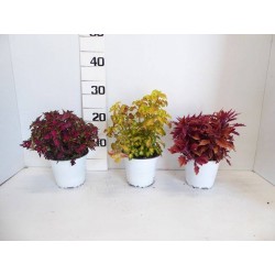 Coleus tfe-p14