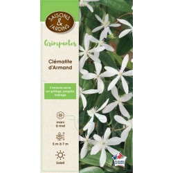 CLEMATIS armandii PALIS...