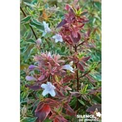 Abelia Grandiflora...