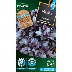 Graines Basilic Pourpre...