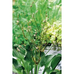 Alisma parviflora p9