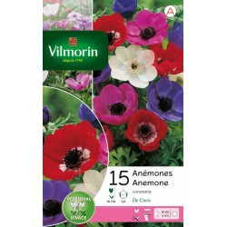 VILMORIN ANÉMONE Coronaria...