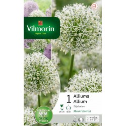 VILMORIN ALLIUM Stipitatum...