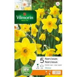 VILMORIN NARCISSES Grande...