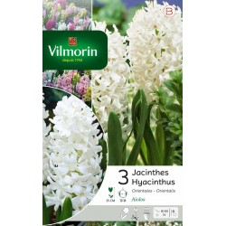 VILMORIN JACINTHES...