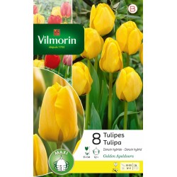 VILMORIN TULIPES X Darwin...