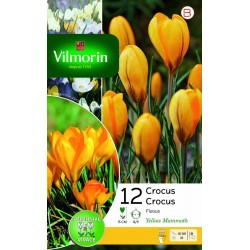 VILMORIN CROCUS Flavus...