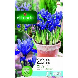 VILMORIN IRIS Reticulata...