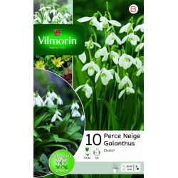 VILMORIN GALANTHUS Elwesii...