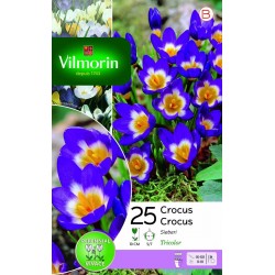 VILMORIN CROCUS Sieberi...