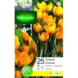 VILMORIN CROCUS Chrysanthus...