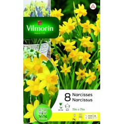 VILMORIN NARCISSES Tête à...