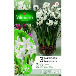 VILMORIN NARCISSES Tazetta...