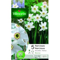 VILMORIN NARCISSES Poeticus...