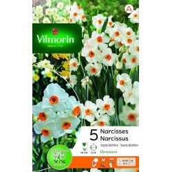 VILMORIN NARCISSES Tazetta...