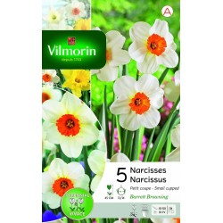 VILMORIN NARCISSES Petite...