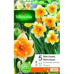 VILMORIN NARCISSES Fleur...