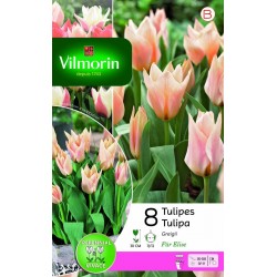 VILMORIN TULIPES Greigii...