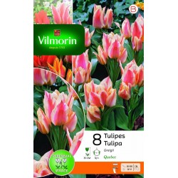 VILMORIN TULIPES Greigii...