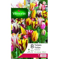 VILMORIN TULIPES Rembrandt...