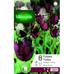 VILMORIN TULIPES Perroquet...