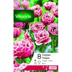 VILMORIN TULIPES Frangée...