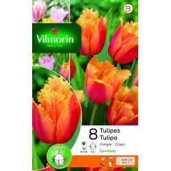 VILMORIN TULIPES Frangée...