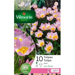 VILMORIN TULIPES Bakeri...