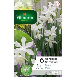 VILMORIN NARCISSES...