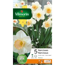 VILMORIN NARCISSES Grande...