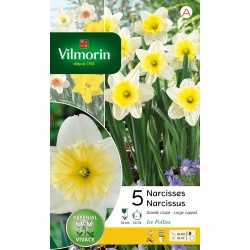 VILMORIN NARCISSES Grande...