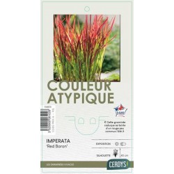 IMPERATA cylindrica 'Red...