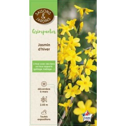 JASMINUM nudiflorum PALIS...