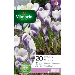 VILMORIN CROCUS botanique...