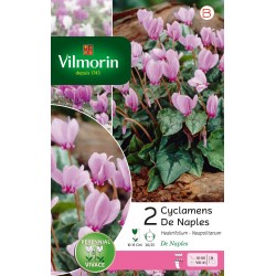 VILMORIN CYCLAMENS...