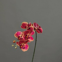 Tige Orchidee  Rose/Crème H52