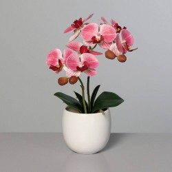 Orchidee En Coupe Céramique...
