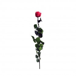 Rose Stabilisee Rge-Ø6-H50