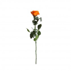 Rose Stabilisee Orang-Ø6-H50