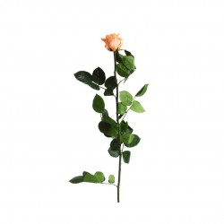 Rose Stabilisee Peche-Ø6-H50