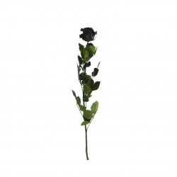 Rose Stabilisee Nr-Ø6-H50