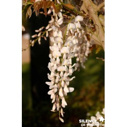 Wisteria Sinensis Alba...