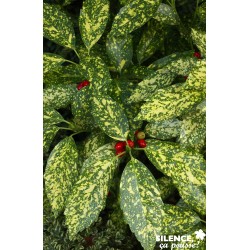 Aucuba Japonica...